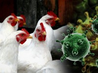 П А М Я Т К А для населения «Меры по профилактике гриппа птиц»